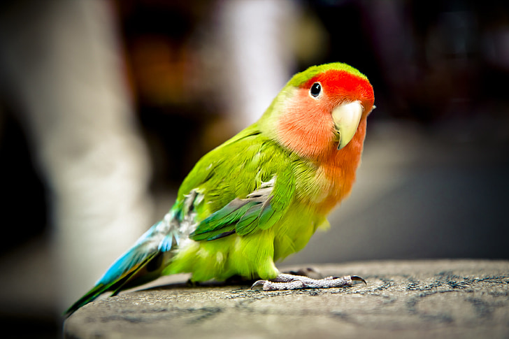 red parakeet pet