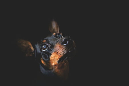 short-coated black and tan dog