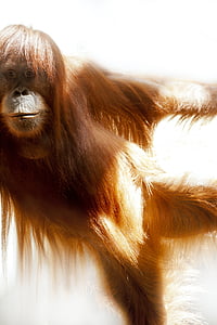 photo of a brown orangutan