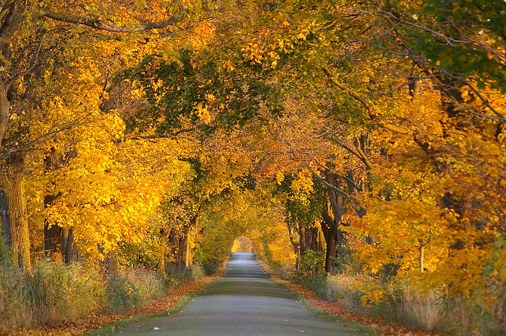 pathway between yellow leaf trees