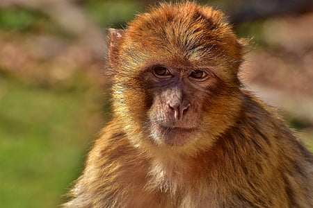 brown monkey close up photography