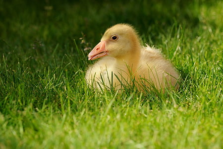 yellow duck on grass field