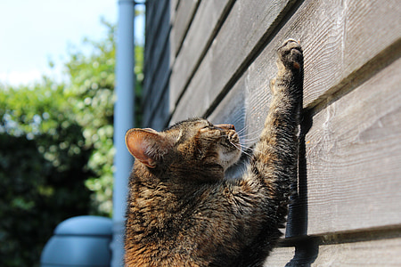 brown tabby cat on wall