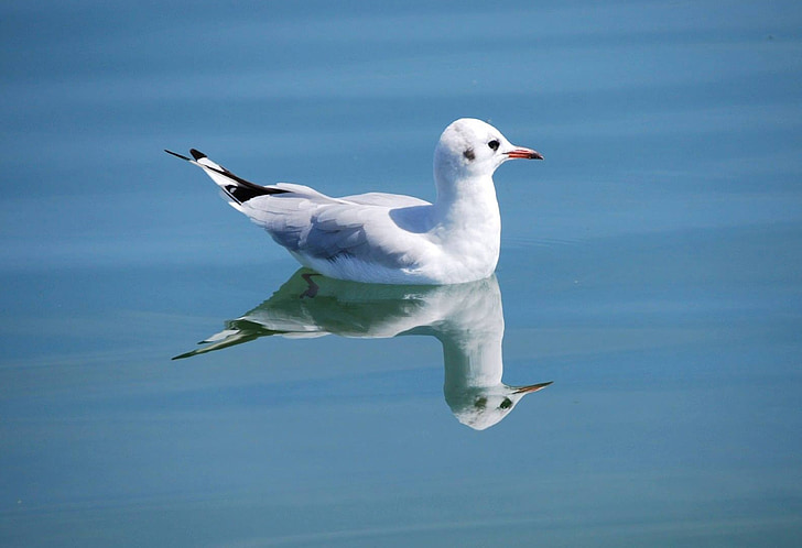 seagull on body water