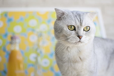 closeup photography of short-haired cat