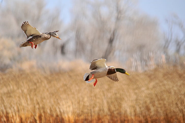 two mallard ducks flying on dried grass
