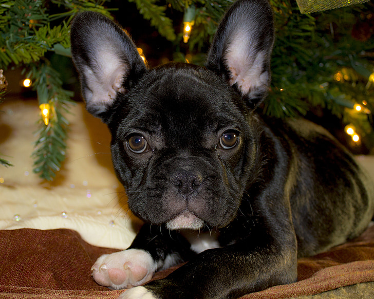 black French bulldog puppy laying down next to Christmas tree