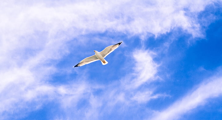 white flying bird under blue sky and white clouds