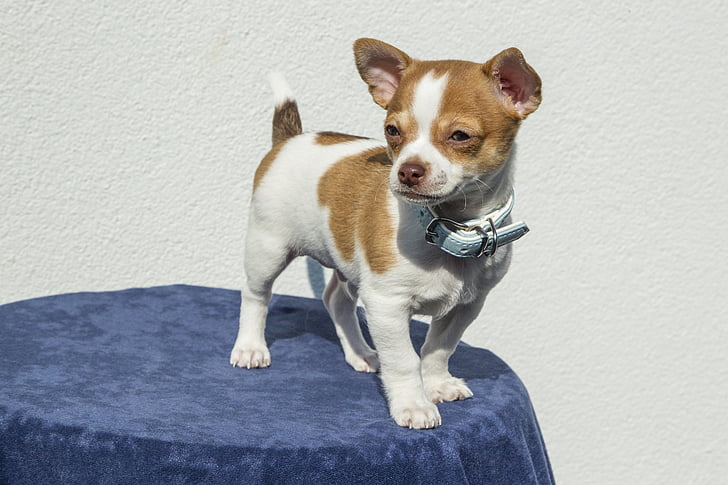 smooth tan and white Chihuahua wearing blue leather collar stands on top of table