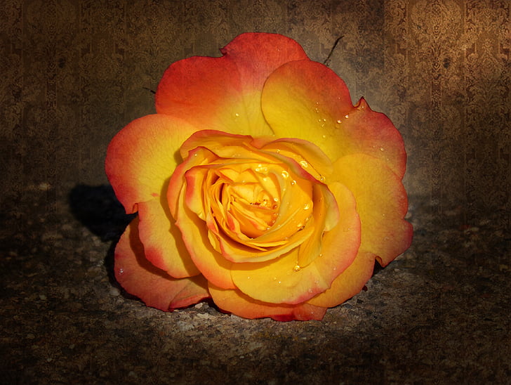 macro photography of orange rose