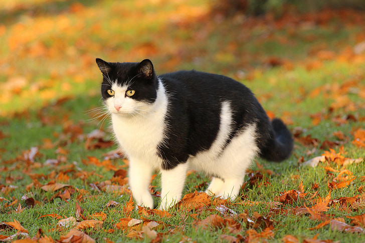 black and white cat on grass field
