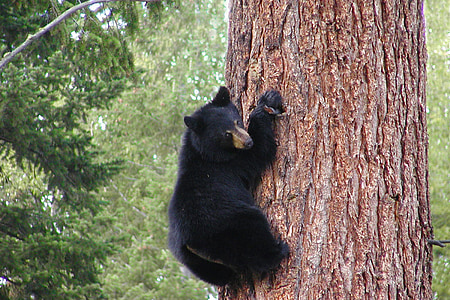 black panda climbing on brown tree