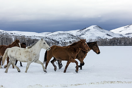 five horses walking on ice