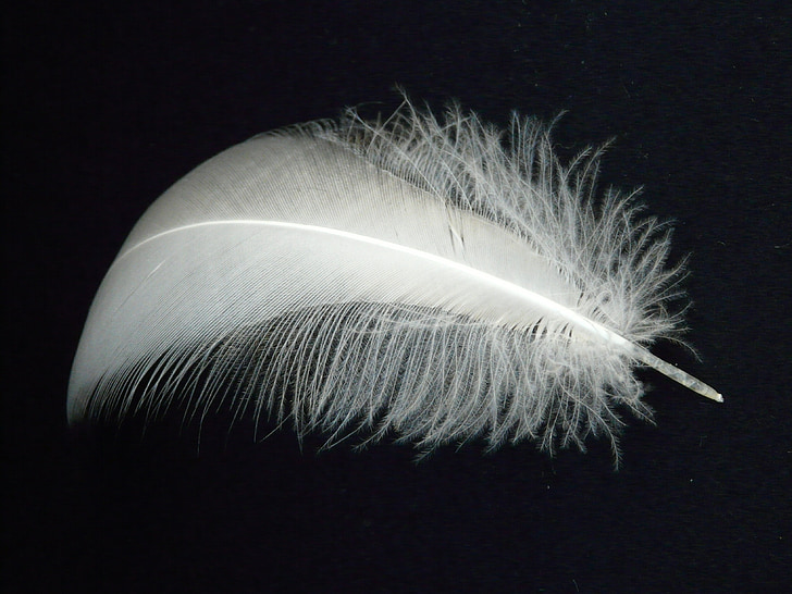 closeup photography of white feather with black background
