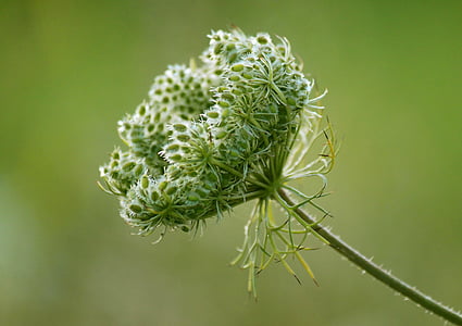 close up photo of white and green flower buds