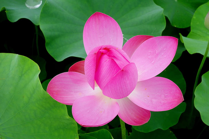 partially bloomed pink lotus flower digital wallpaper