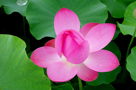 partially bloomed pink lotus flower digital wallpaper