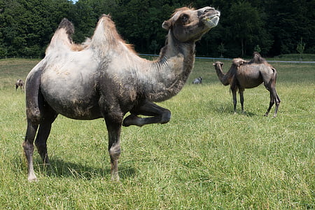 two gray camels