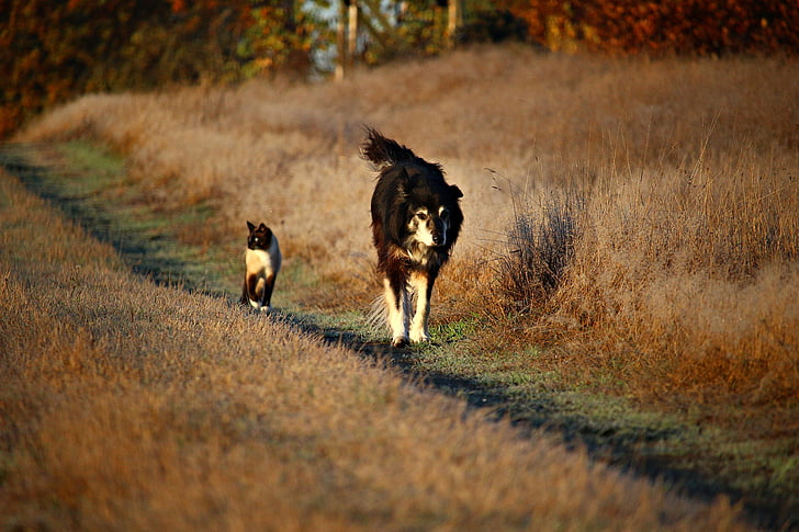 medium-coated black and white dog walking beside short-fur brown and white at daytime