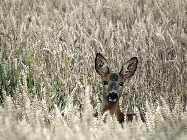 brown deer in wheat field during day