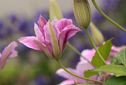 closeup photo of pink petaled flower