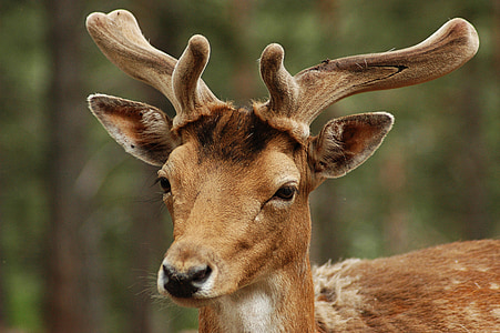 selective focus photo of brown deer