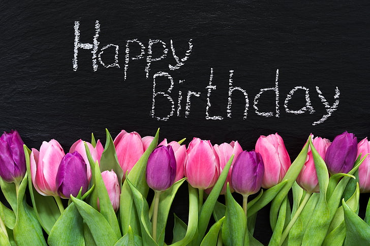 pink and purple tulips happy birthday illustration