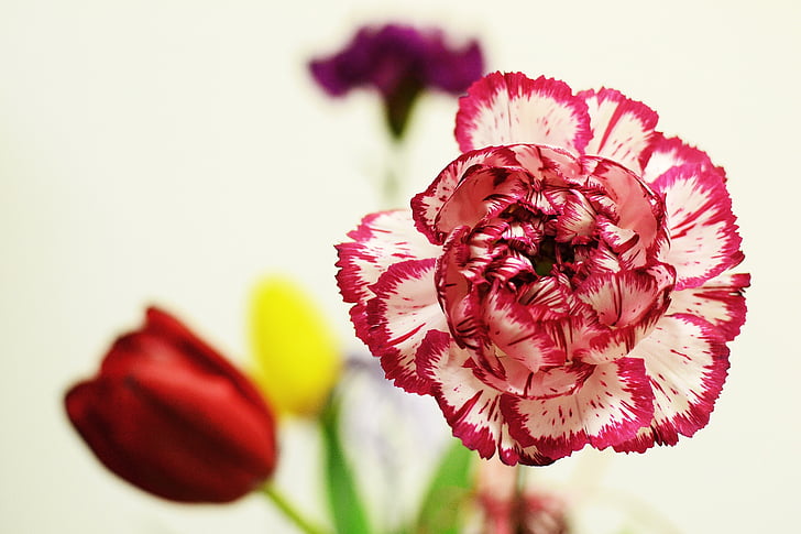 red and white carnation flower in bloom