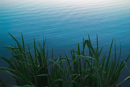 selective focus photography of green grass near the body of water