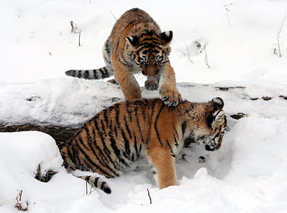 two orange-and-black tiger cubs on snowfield