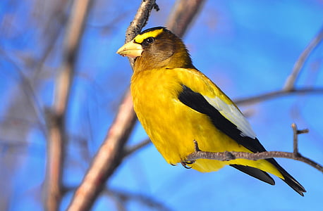 selective focus photo of yellow bird on tree branch