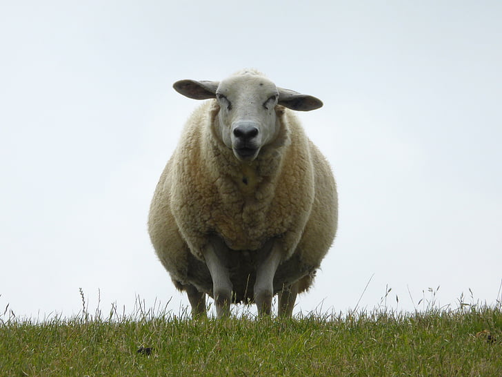 beige lamb on green grass field