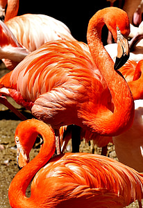 orange and white flamingo