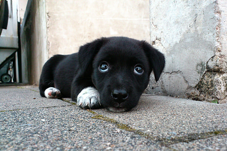 black Labrador retriever puppy mix laying down on concrete pavement