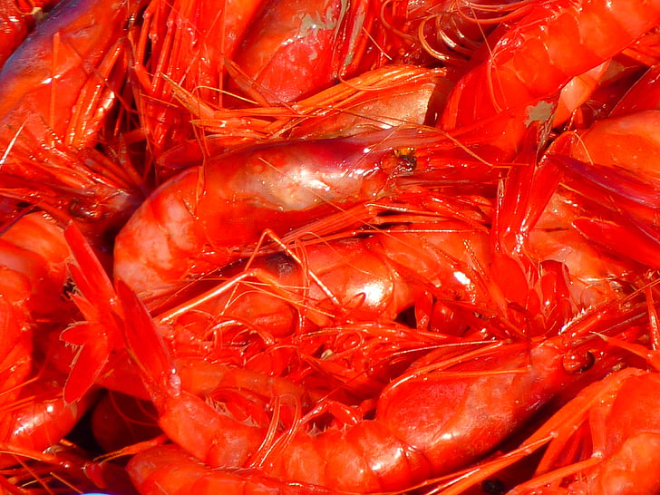 closeup photography of orange shrimps