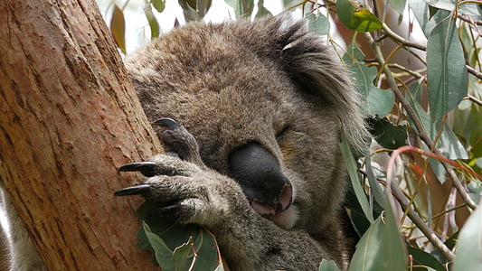 Koala bear on a mint tree taken at daytime