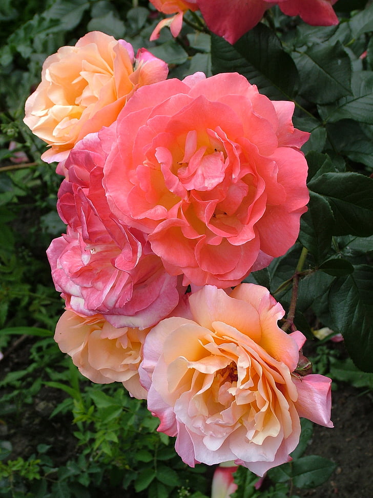 pink and beige roses outdoor during daytime