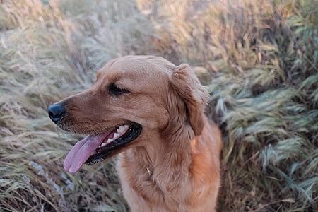 adult golden retriever standing on grass field during daytime close-up photo