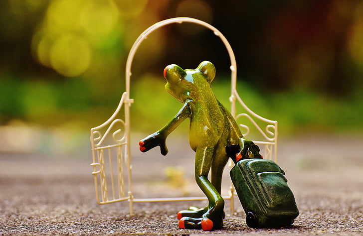 green tree frog holding luggage bag