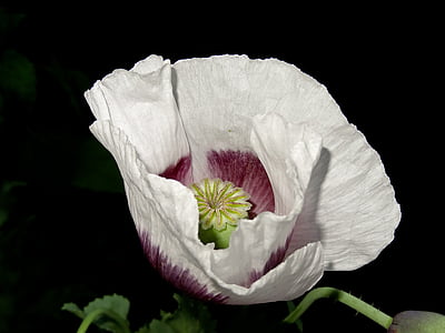 white petal flower with black background