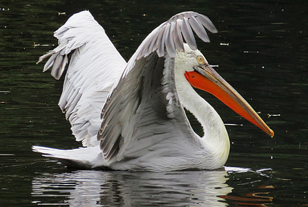 selective focus photography of white pelican on body of water