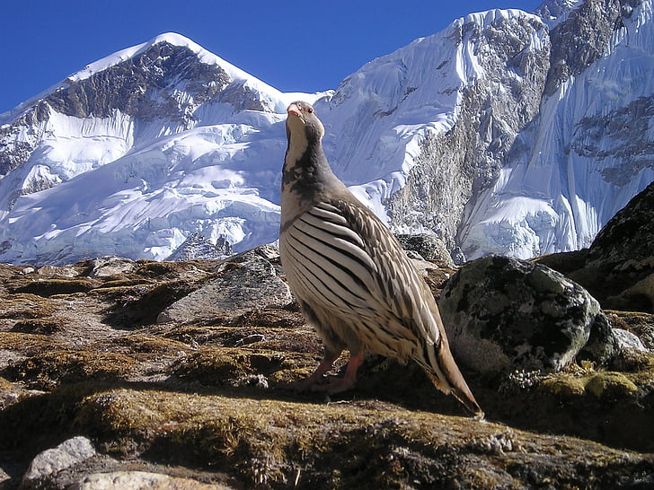 gray and white partridge in front of snow-covered mountain during daytime