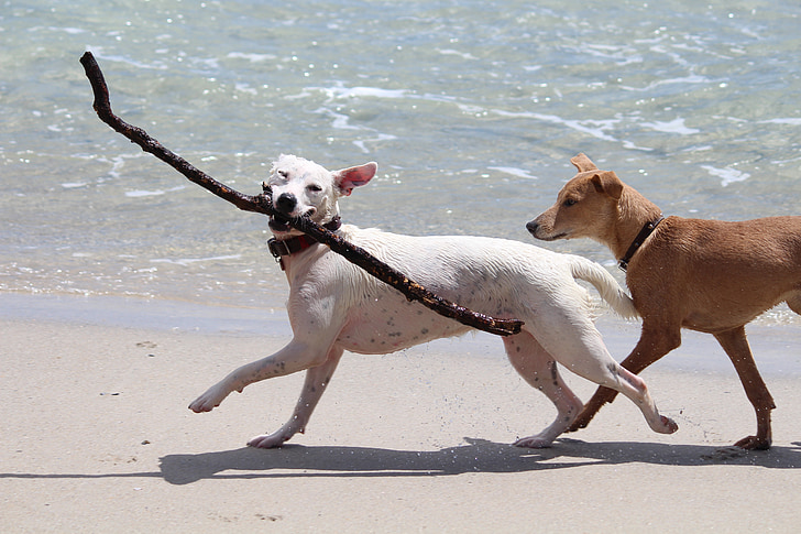 white dog fetching twig on seashore