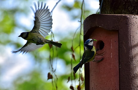 focus photography of two green-backed tit birds flying behind brown wooden birdhouse during daytime
