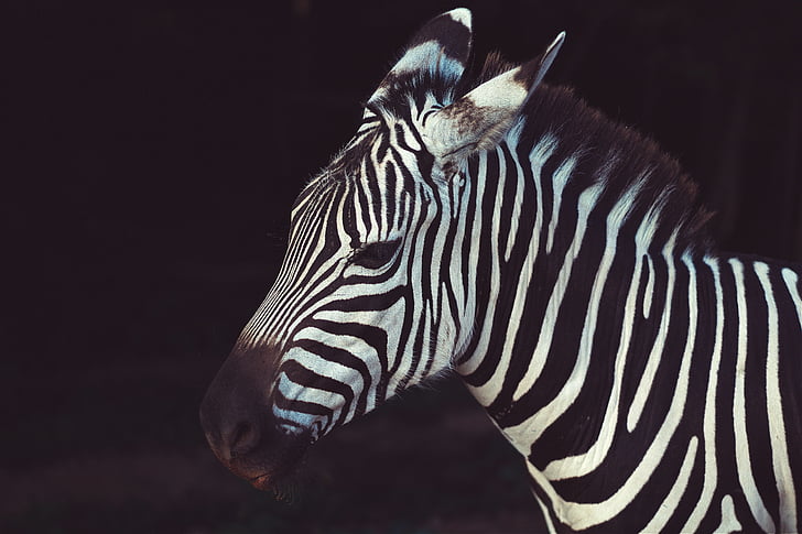shallow focus photography of zebra