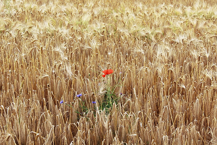 red poppy flower and purple cornflowers on wheat field
