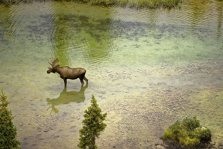 brown moose on river during daytime