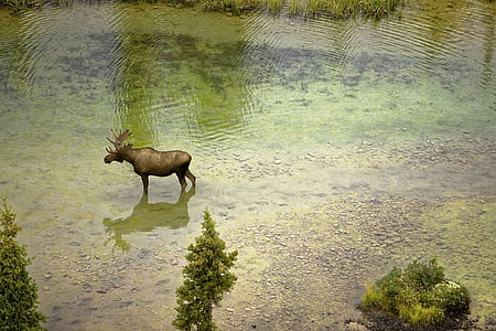brown moose on river during daytime