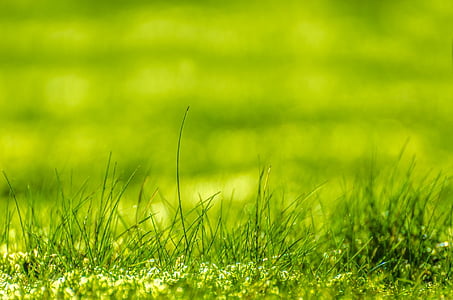 close-up photography of green grasses