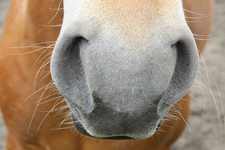 photo animal nose